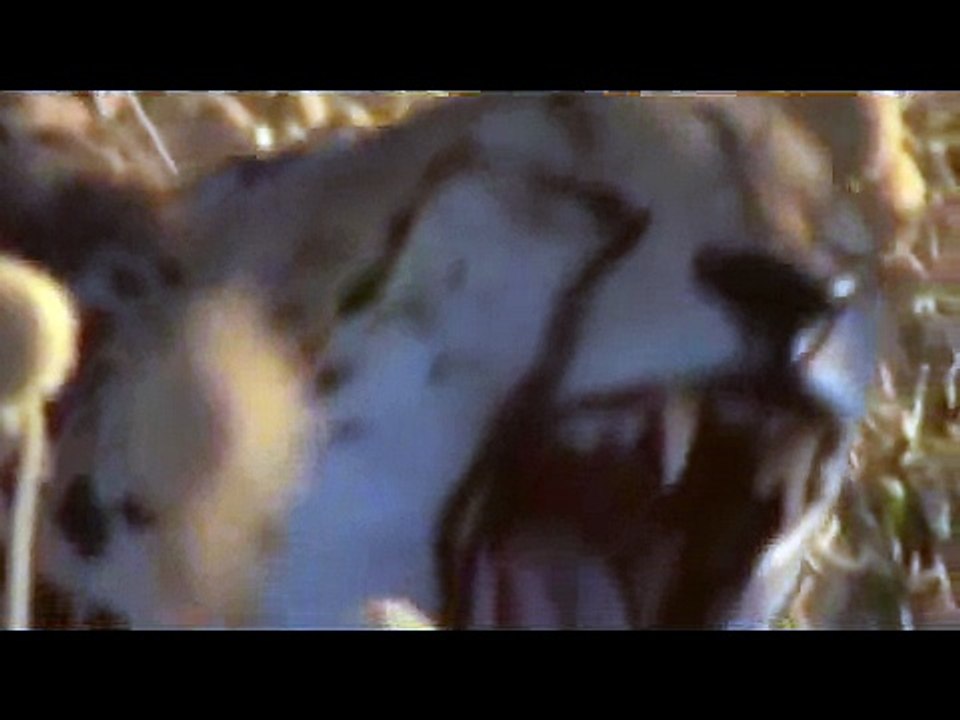 Cheetah vs Warthog ✰ Amazing ✰