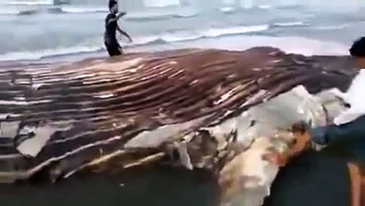 The strange Cacus On Beach