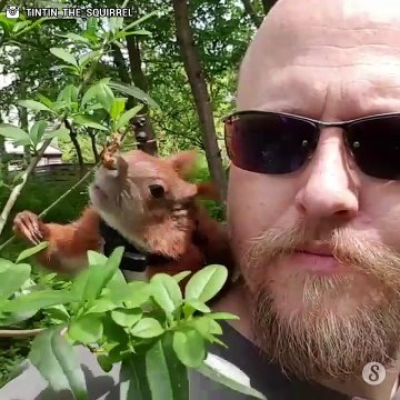 Un homme sauve un écureuil et décide de partager sa vie avec
