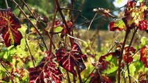 Le strade dei vini umbri