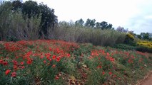 2016-05-Chemin d''Arles vers Compostelle (Arles-Montpellier) - Nicolas de Rauglaudre