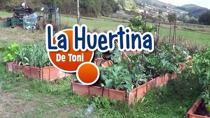 Impara come coltivare lo zenzero in casa anche se non hai un giardino