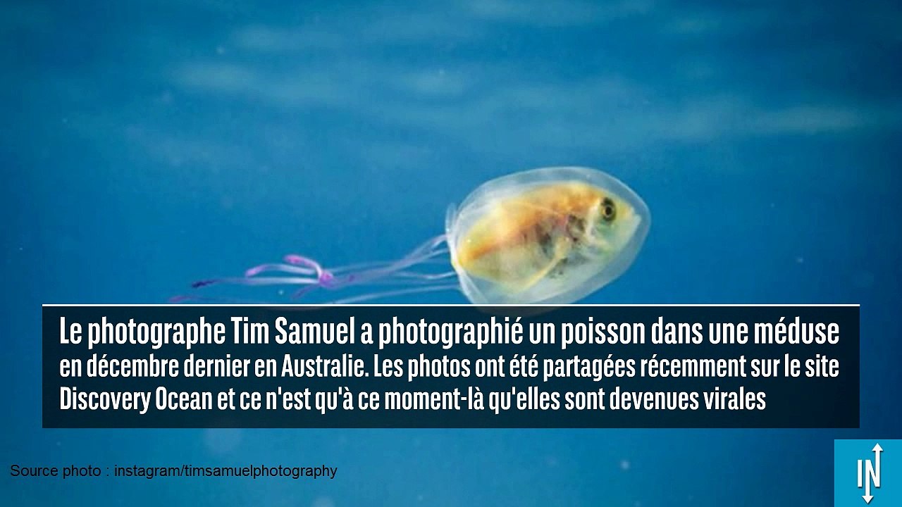 Ce poisson nage dans une méduse, c'est un phénomène rare