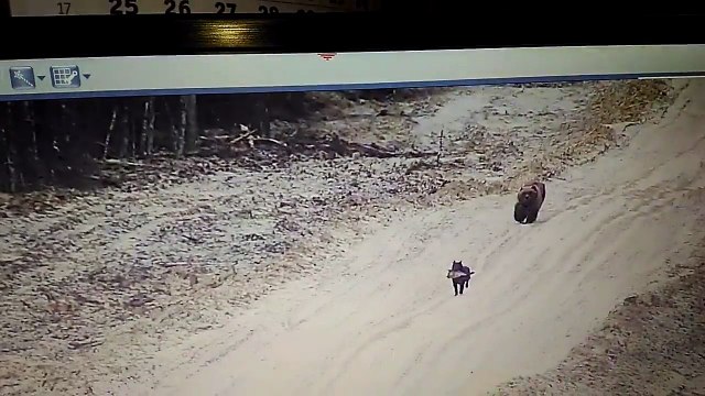 Ce chien et cet ours son potes... Bizarre