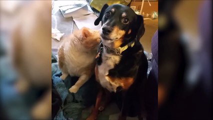 Quand c'est le chat qui fait la toilette du chien