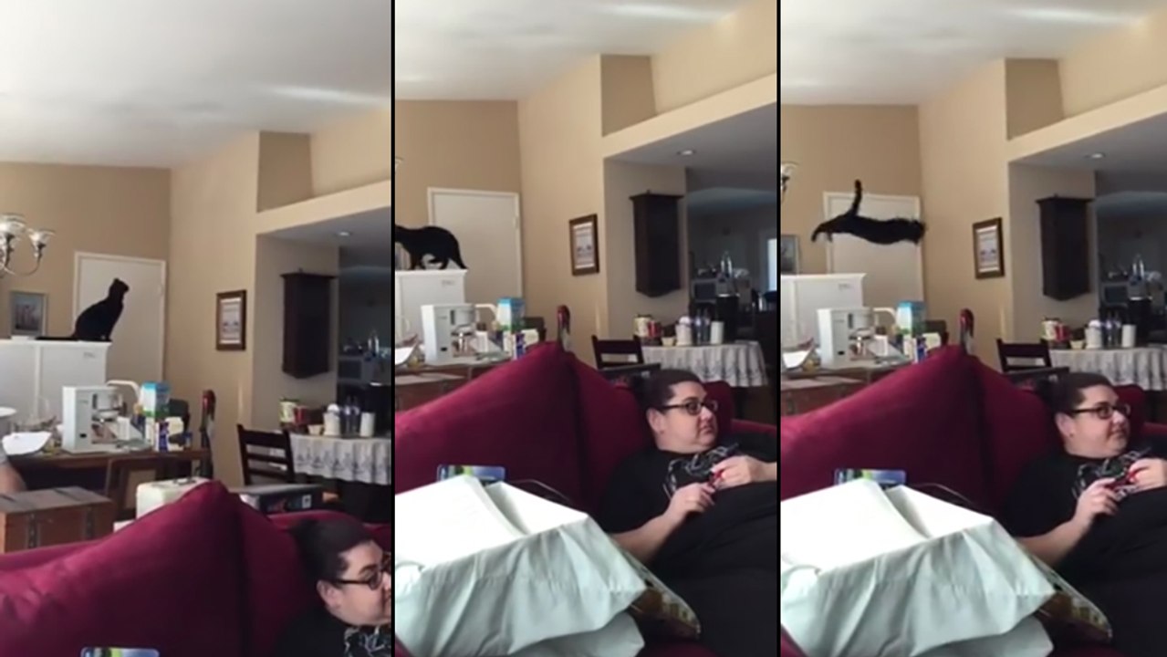 Magnifique fail d'un chat qui a voulu sauter !