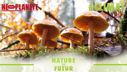 [Nature=Futur] Les champignons, champions de la dépollution
