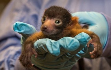 Adorable naissance d'un vari roux au zoo de San Diego
