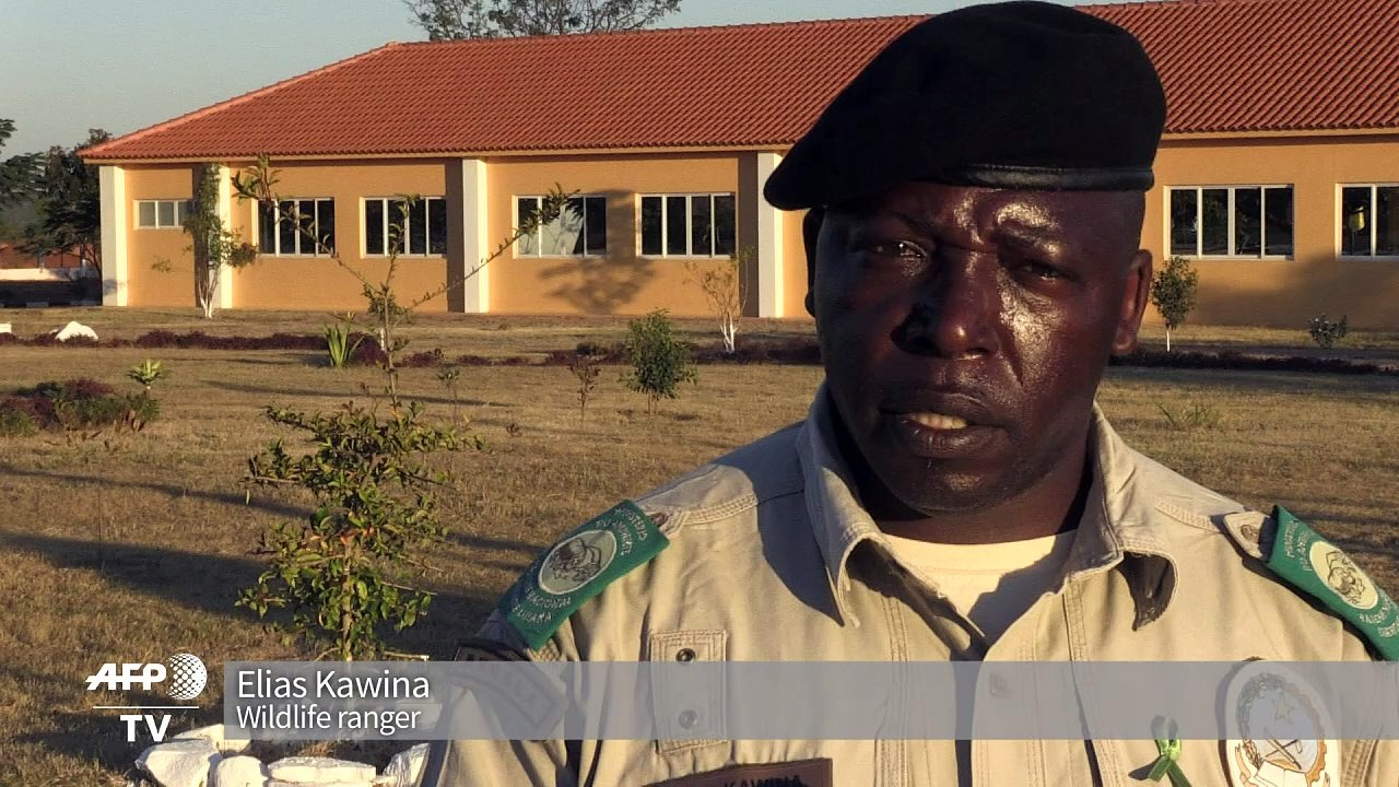 From war to wildlife: fighting for Angola's future