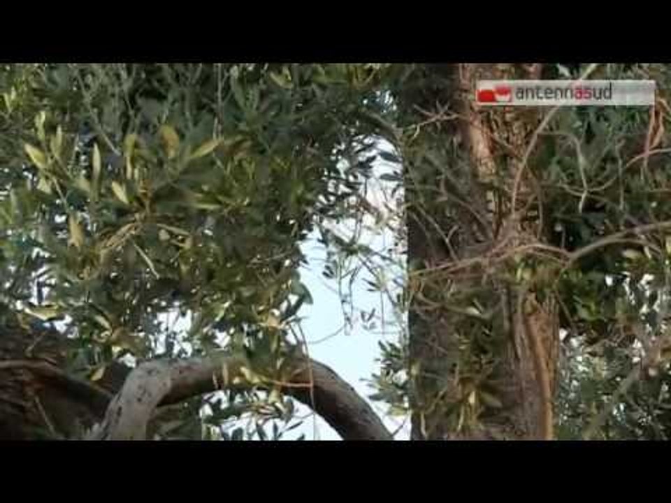 Tg Antenna Sud - Xylella, la Corte Ue dice sì all'abbattimento degli ulivi