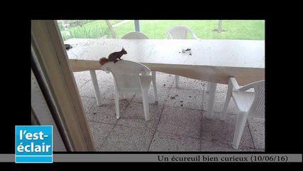 Un écureuil bien curieux