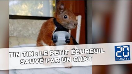 Tin Tin : Le petit écureuil sauvé par un chat