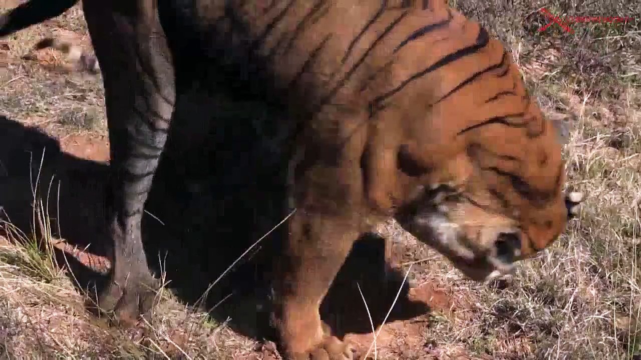 dangerous tiger fight 2016 __ videonetwork-x