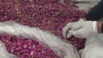 Gülün Tozunu Çıkardılar, Kilosunu 70 Liradan Satıyorlar