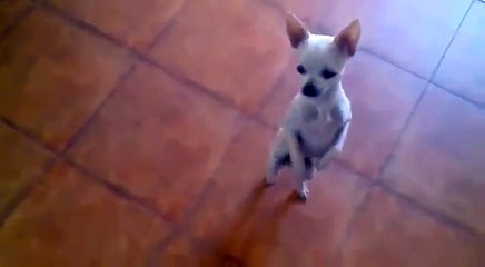 Ce chien a le rythme dans le sang, il nous livre un Flamenco endiablé digne d'un vrai pro... Incroyable !