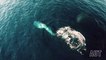 Des baleines rares filmées par des drones