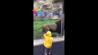 lion POUNCES at two year old boy in zoo after youngster turns his back but smashes head