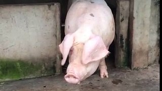 Pregnant pig