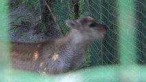 Le zoo de Fort-Mardyck démarre sa saison estivale.