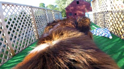 Layla Dock Diving 6/9/2016
