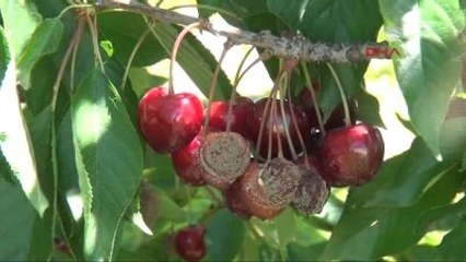 Tokat'ta Yağışlar Kiraz Üretimini Olumsuz Etkiledi