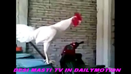 [SD] Is Murgha Ko Keya  Hogy_1