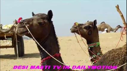 [HQ] Kediden Harika Bir Performans  Güvercin Avı_1