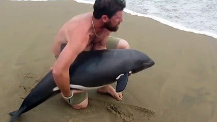 Un moniteur de kayak sauve un dauphin échoué sur la plage
