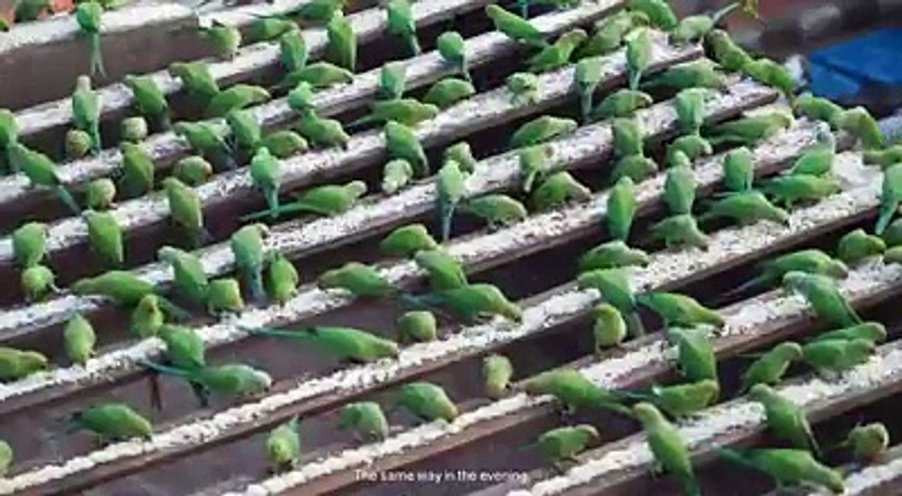 Parrot life with longest