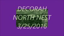 DECORAH NORTH NEST  3/25/2016   6:19 AM/6:36 AM  CDT MOM DOES EGG ROLL AND DAD COMES IN