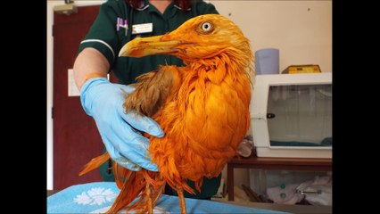 Cette mouette est devenue orange après être tombée dans une cuve de curry
