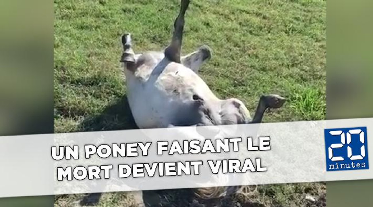 Un poney faisant le mort devient viral
