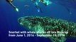 In The Field: Snorkeling with Whale Sharks in Isla Mujeres