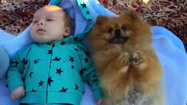 Baby Meets Pomeranian in Cuteness Overload