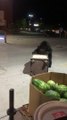 Bear Digs Through Trashcan, Doesn't See Box of Watermelons