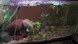 My 29 gallon subtropical/coldwater/paradise fish tank