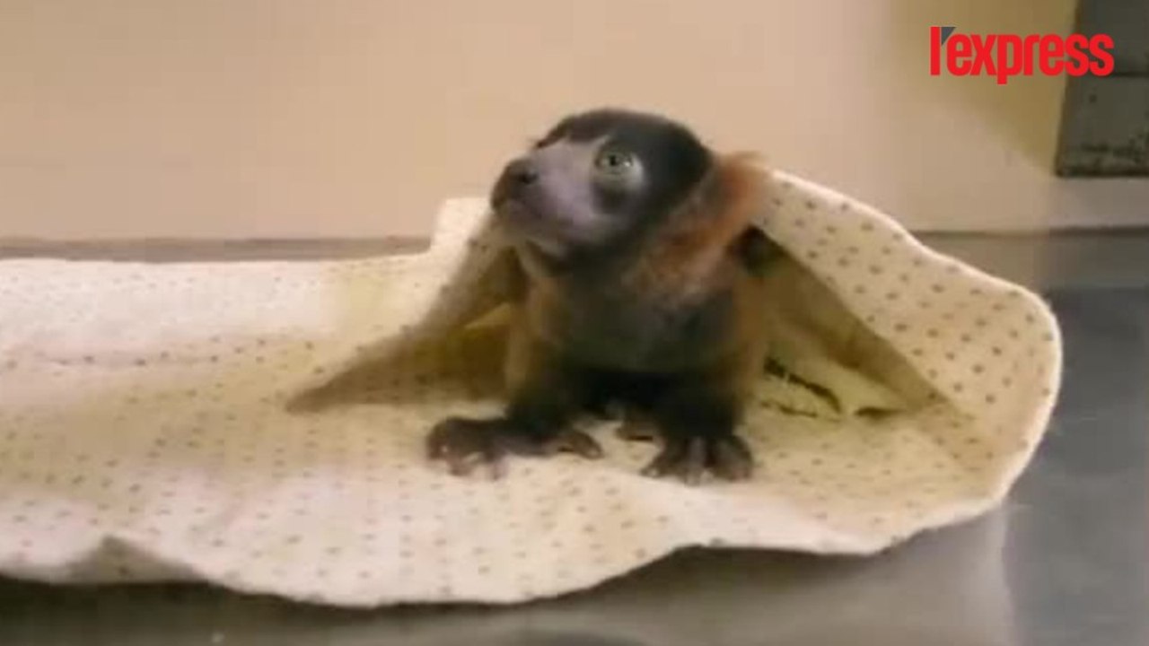 Un bébé lémurien naît dans un zoo à San Diego