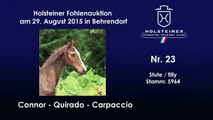 Holsteiner Elite Fohlenauktion in Behrendorf - Nr. 23 v. Connor - Quirado