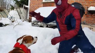 El Hombre Araña la Vida Real superhéroe películas Video divertido 01 Spiderman