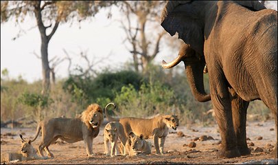 Elephants attacking Lions