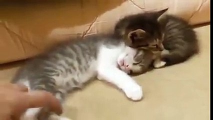 chat tres fatigué MDRR