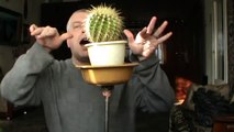 Пародия на видео — Человек с пальцами играет на кактусе