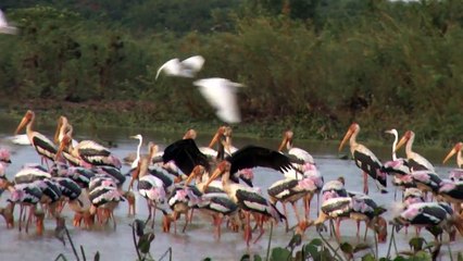 Trip Tour with Beautiful Birds