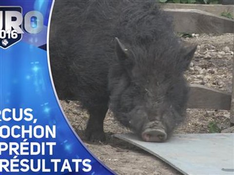 Après Paul le poulpe, Marcus prédit les résultats !