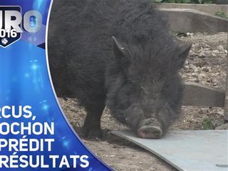 Après Paul le poulpe, Marcus prédit les résultats !