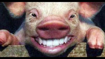 La verdadera historia de PEPPA PIG (No apto para niños)