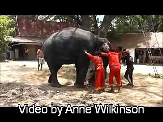 Elephant Giving Birth to a Baby |Latest 2016 video