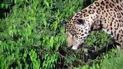 un jaguar plonge dans l'eau et attrape un caïman sous les yeux d'un touriste