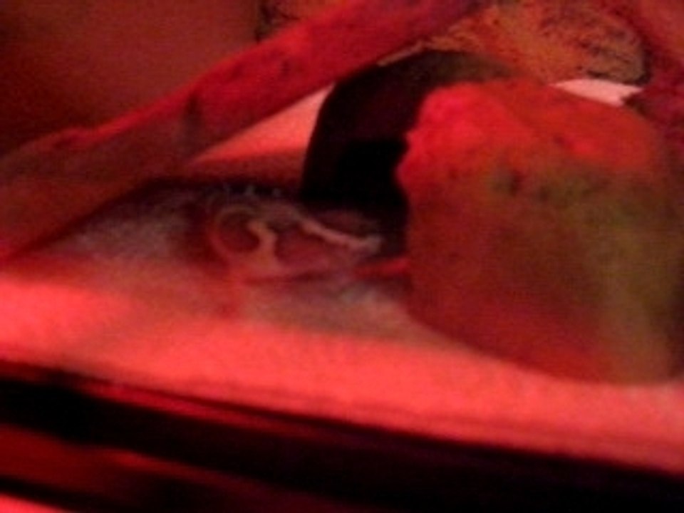 Leopardgecko 3