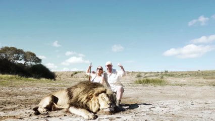 Des chasseurs de lions se font attaquer